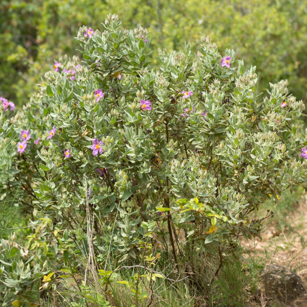Cistus albidus (zaad) - Rotsroos