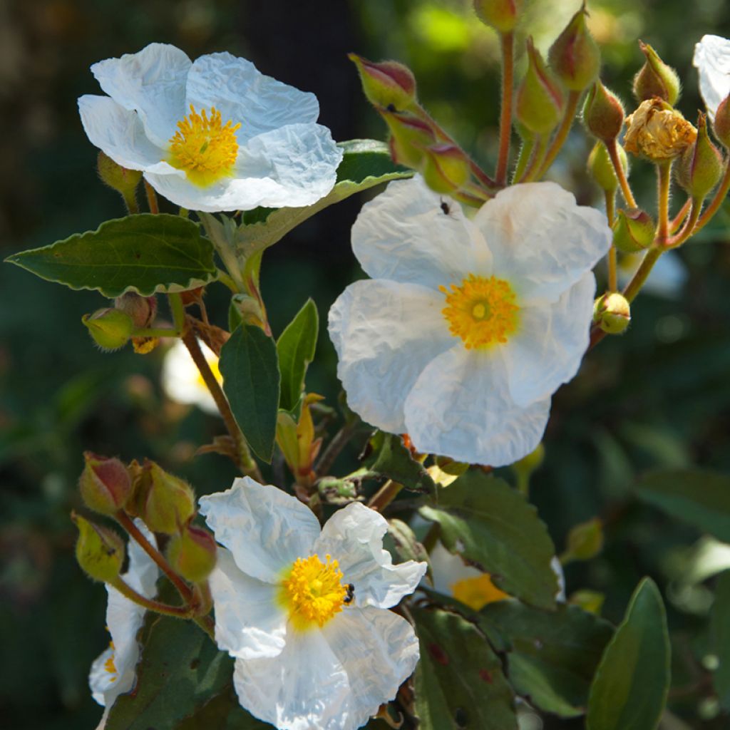 Cistus laurifolius (zaad) - Rotsroos