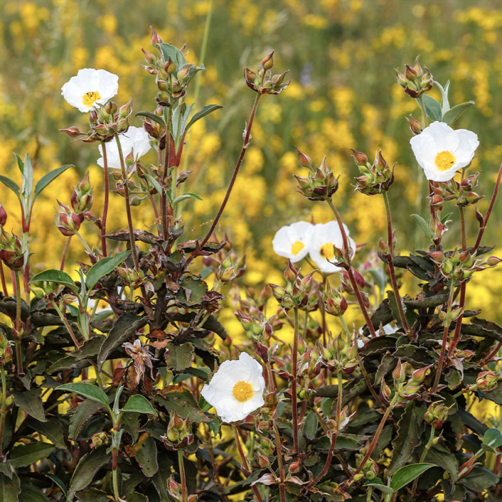 Cistus laurifolius (zaad) - Rotsroos