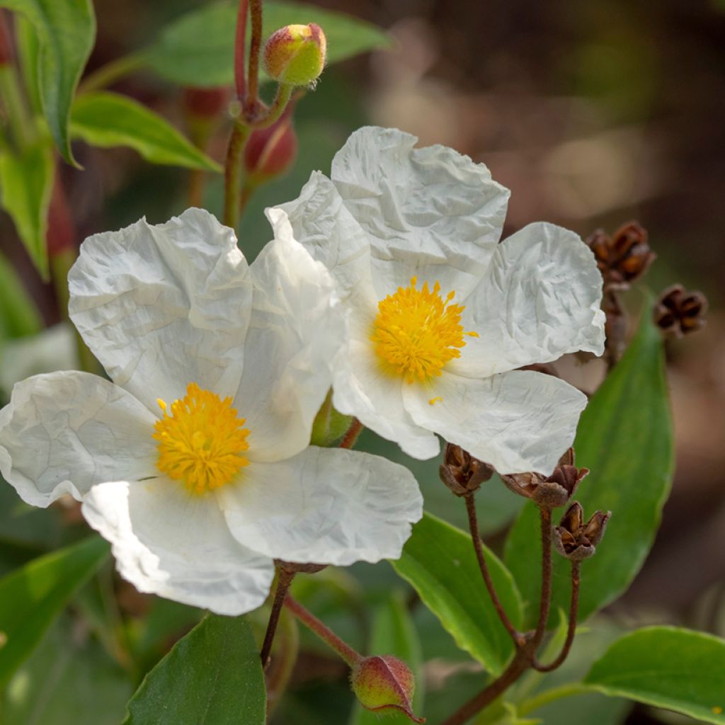 Cistus laurifolius (zaad) - Rotsroos