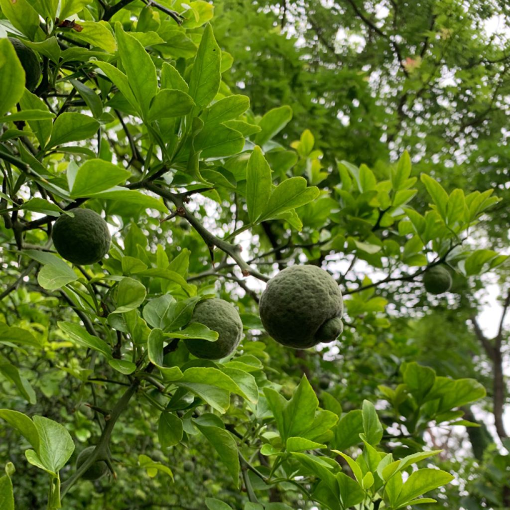 Poncirus trifoliata (zaad) - Wilde citroen