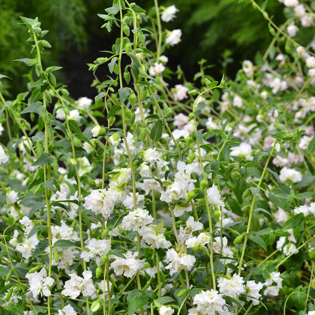Clarkia unguiculata Albatross (zaad) - Amandelroosje