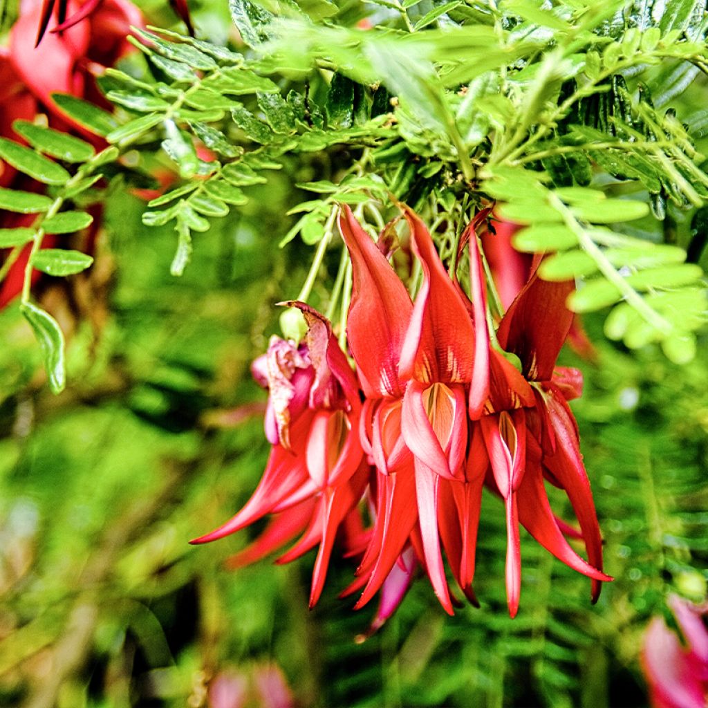 Clianthus puniceus (zaad)