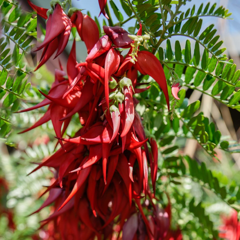 Clianthus puniceus (zaad)