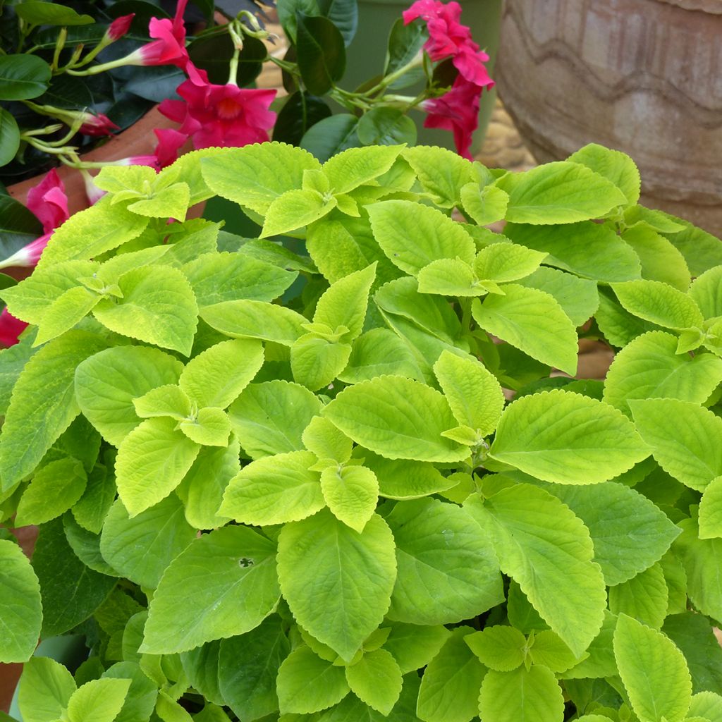 Coleus Mezmerize Bright Green (zaad) - Siernetel