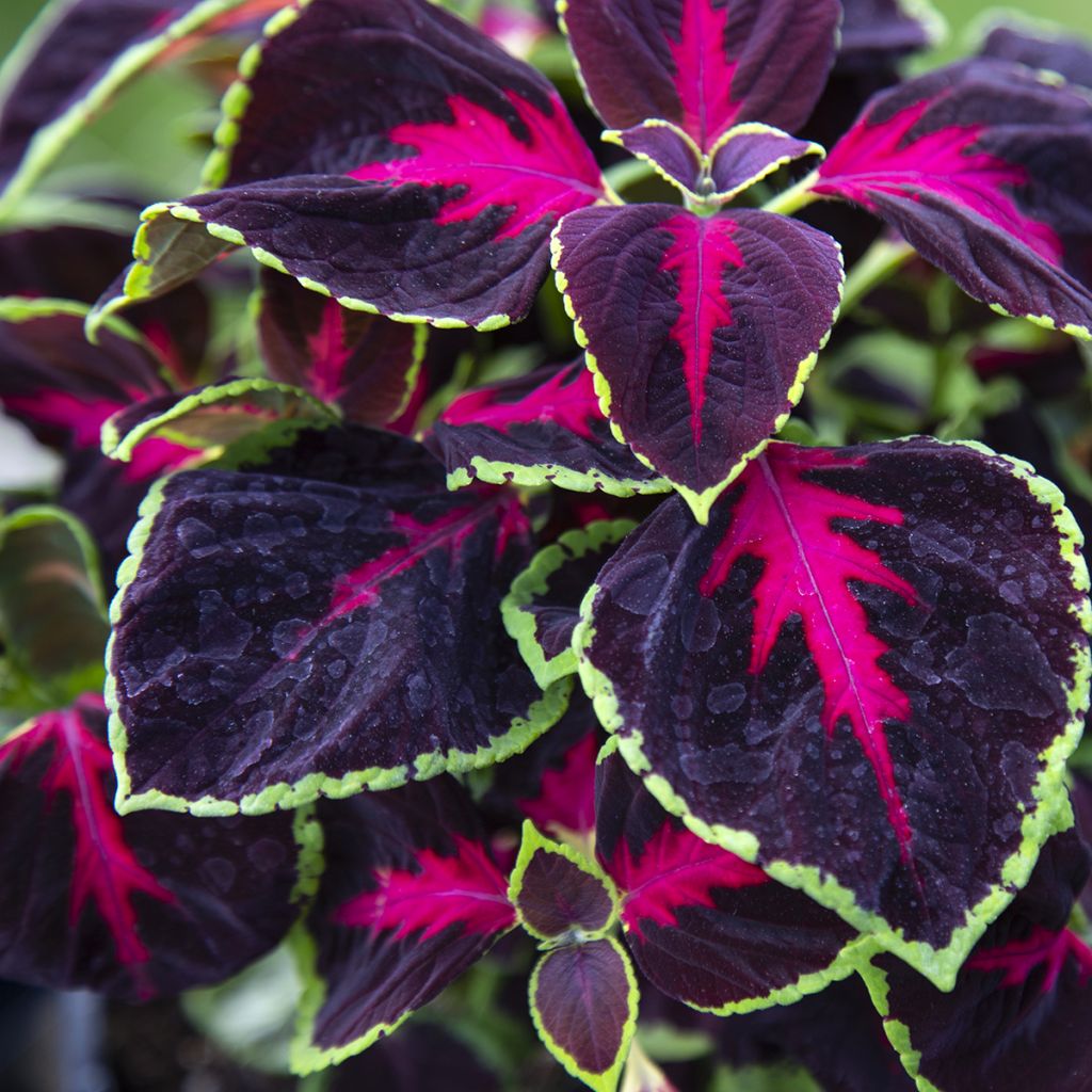 Coleus Mezmerize Chocolate Rose (zaad) - Siernetel