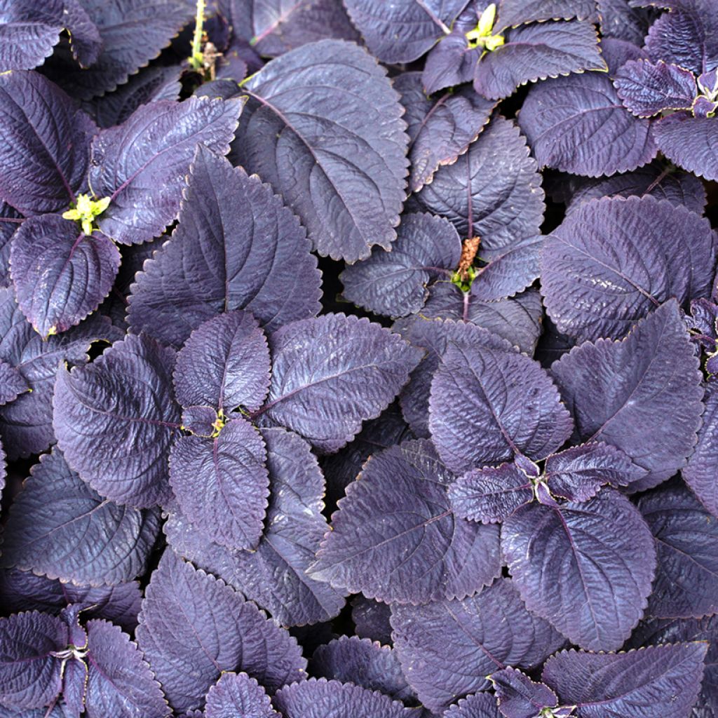 Coleus Palisandra (zaad) - Siernetel