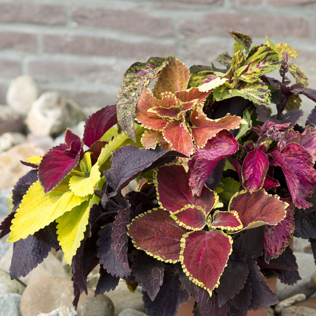 Coleus Pinto Mix (zaad) - Siernetel