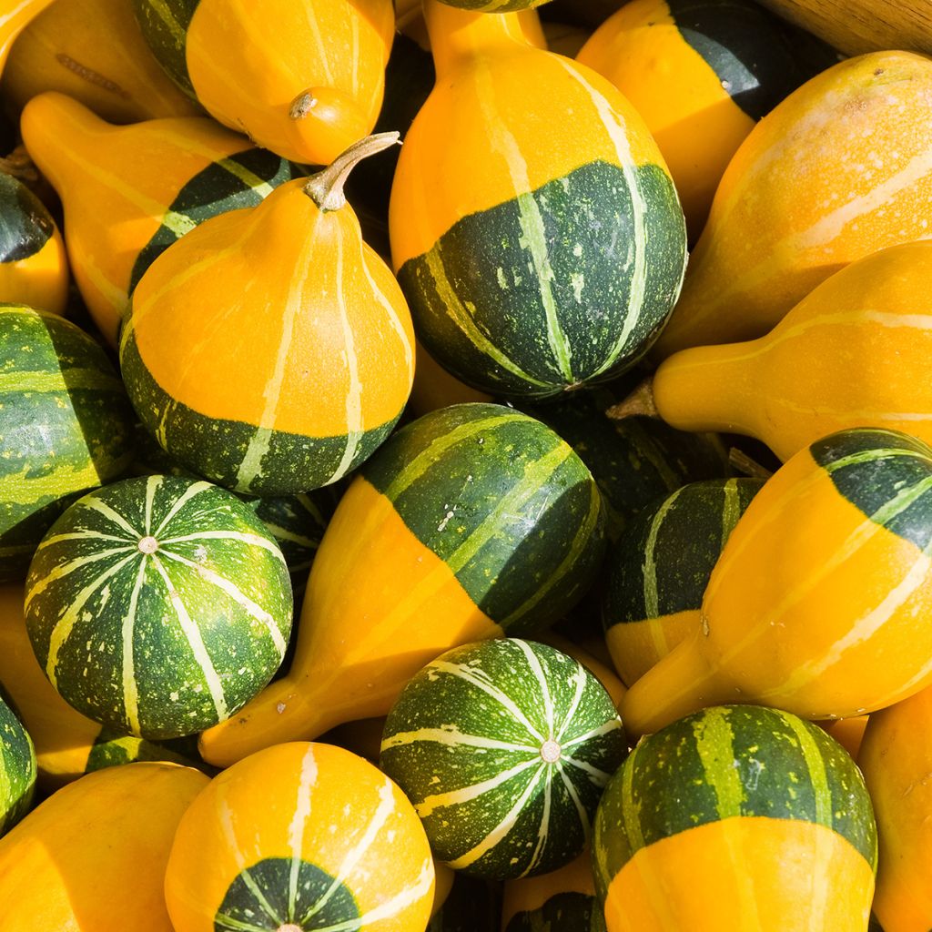 Pompoen Pear Bicolor (zaad) - Cucurbita pepo