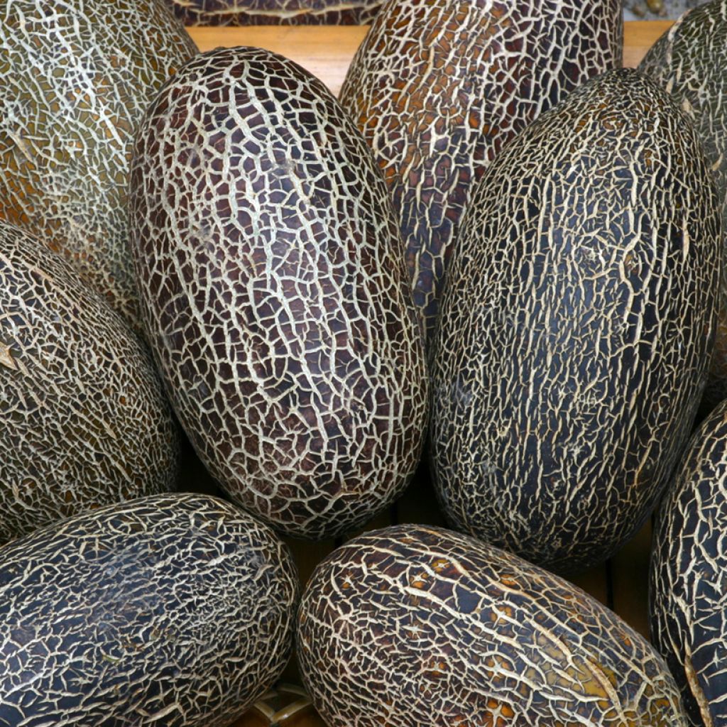 Sikkimkomkommer - Cucumis sativus (zaad)