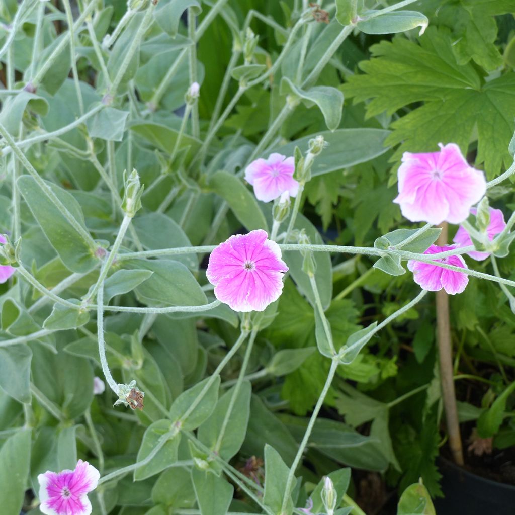 Lychnis coronaria Angel's Blush (zaad) - Prikneus
