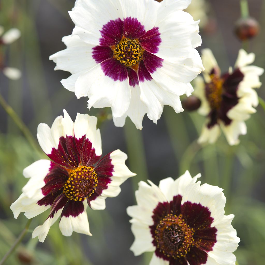 Coreopsis Incredible! Swirl (zaad)