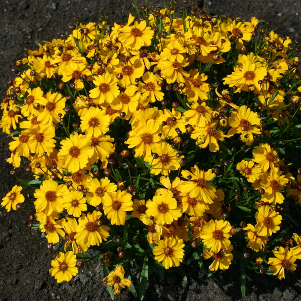 Coreopsis tinctoria Corusco Gold (zaad) - Meisjesogen
