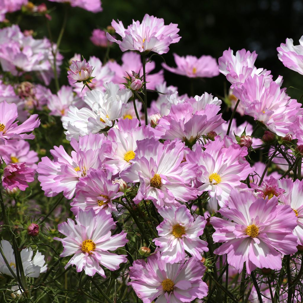 Cosmea Colletta Pink-White (zaad) - Cosmos bipinnatus
