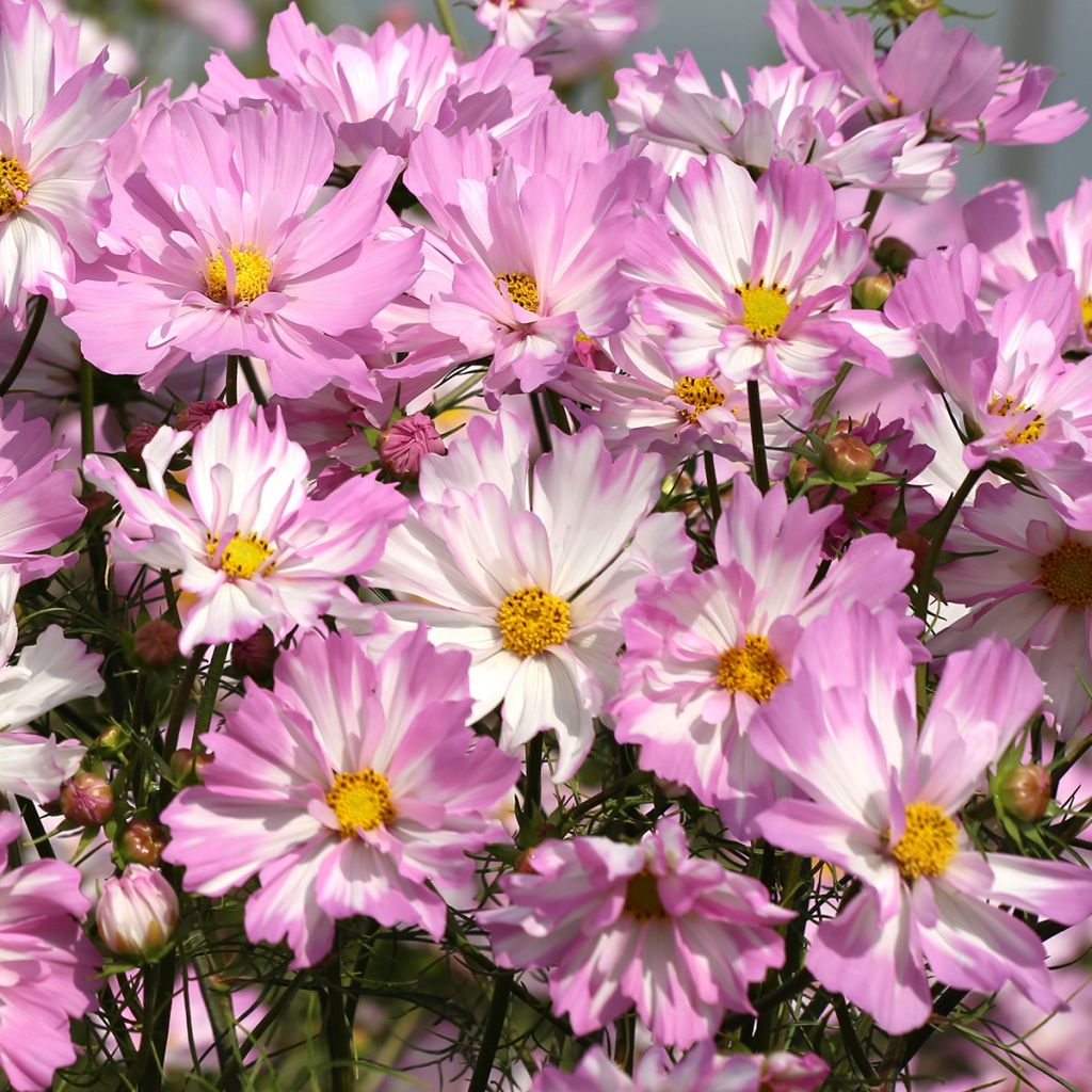 Cosmea Colletta Pink-White (zaad) - Cosmos bipinnatus