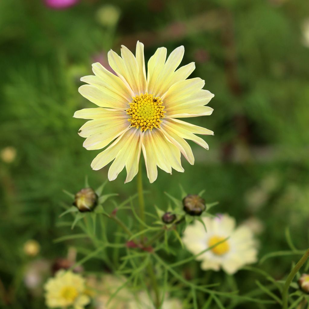 Cosmea Lemonade (zaad) - Cosmos bipinnatus