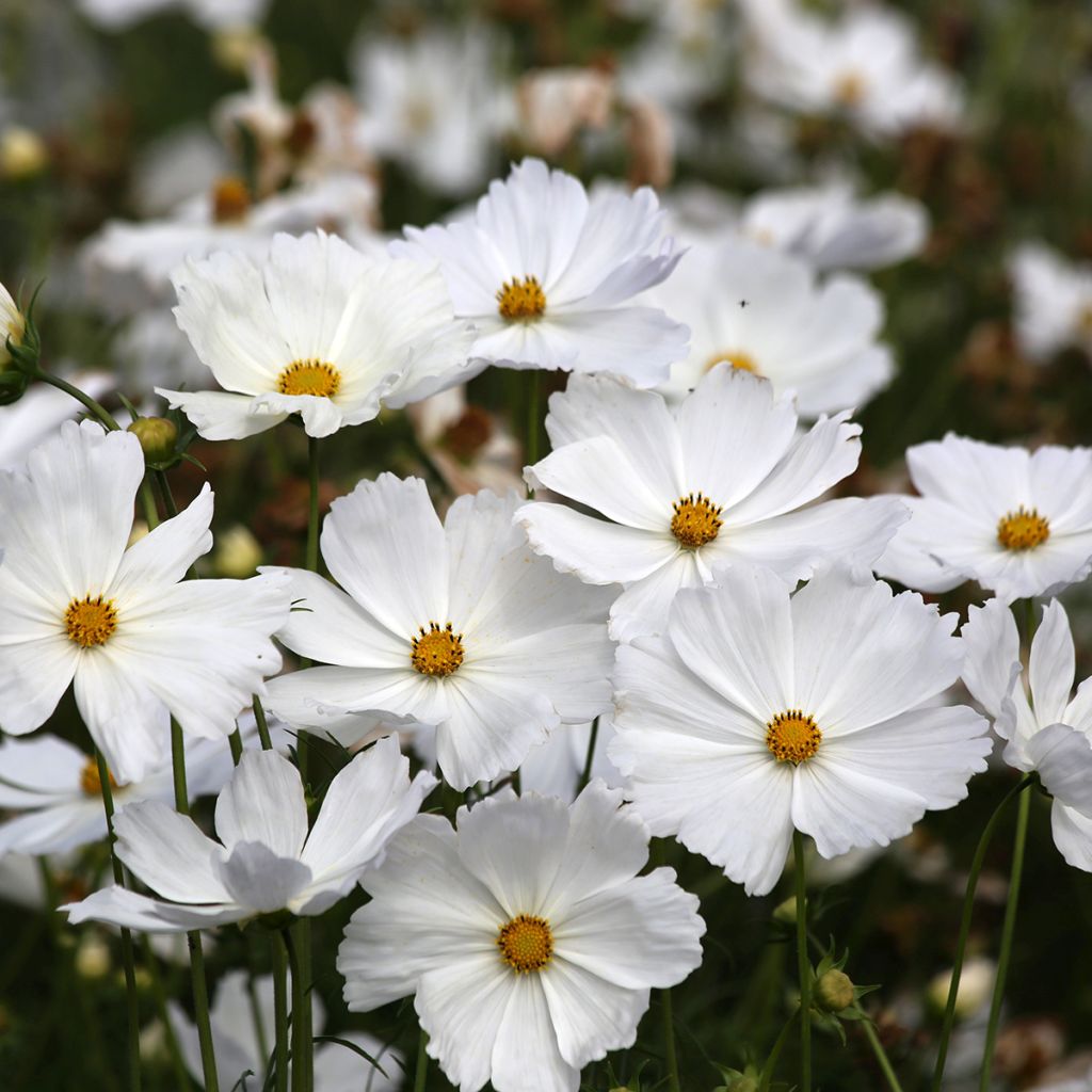 Cosmea Lucinda (zaad) - Cosmos bipinnatus