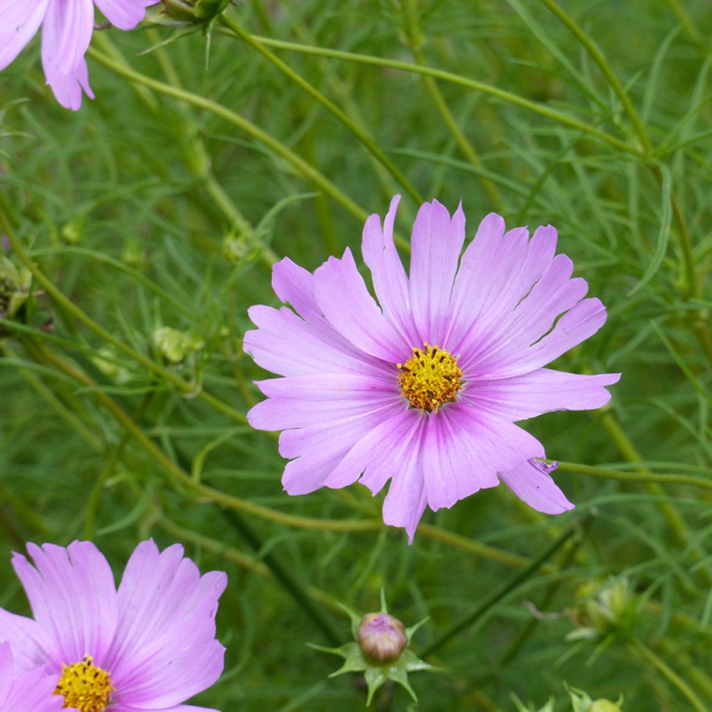 Cosmea Pink Pop Socks (zaad) - Cosmos bipinnatus