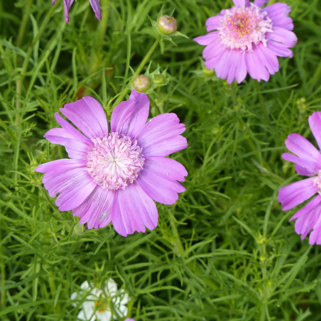 Cosmea Pink Pop Socks (zaad) - Cosmos bipinnatus