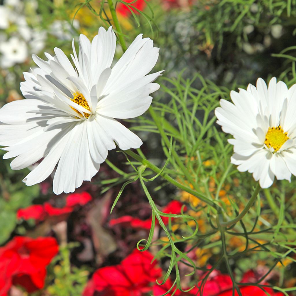 Cosmea Psyché White (zaad) - Cosmos bipinnatus