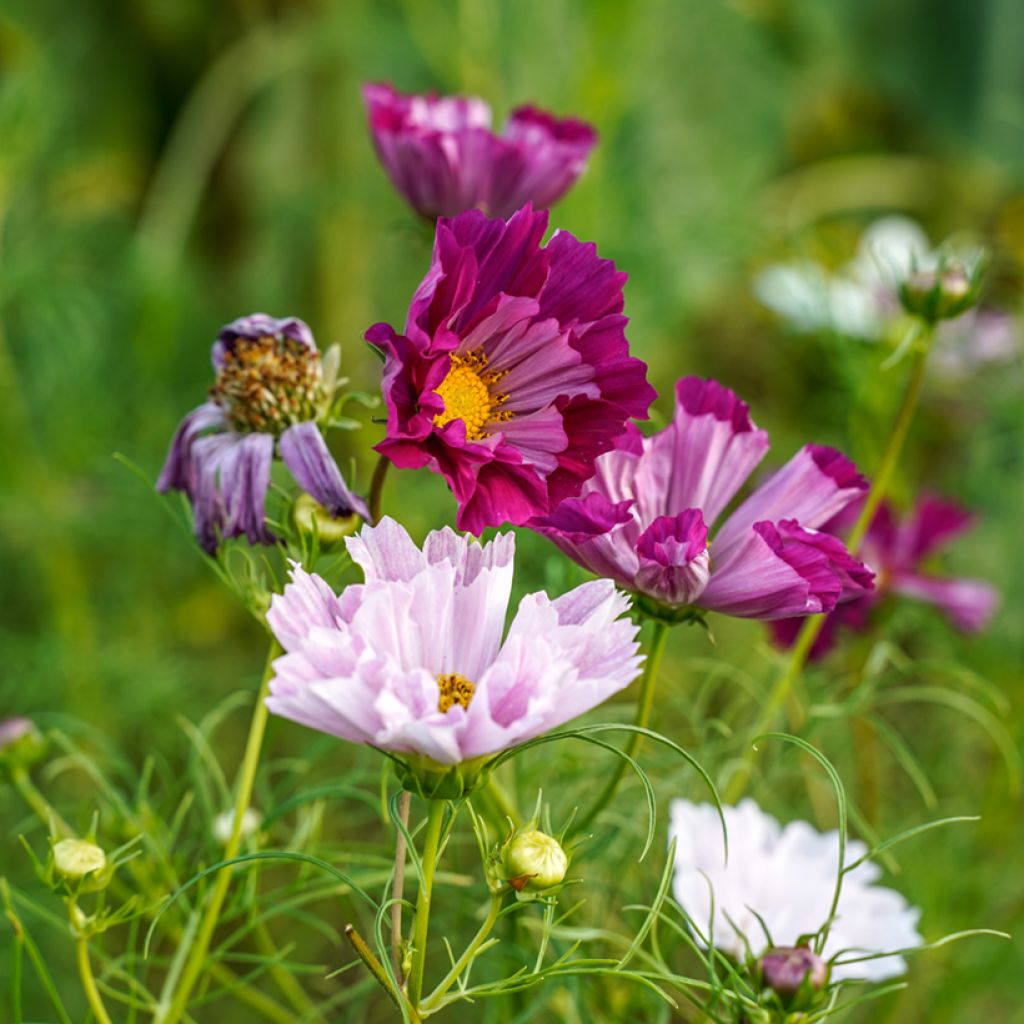 Cosmea Sea Shells (zaad) - Cosmos bipinnatus