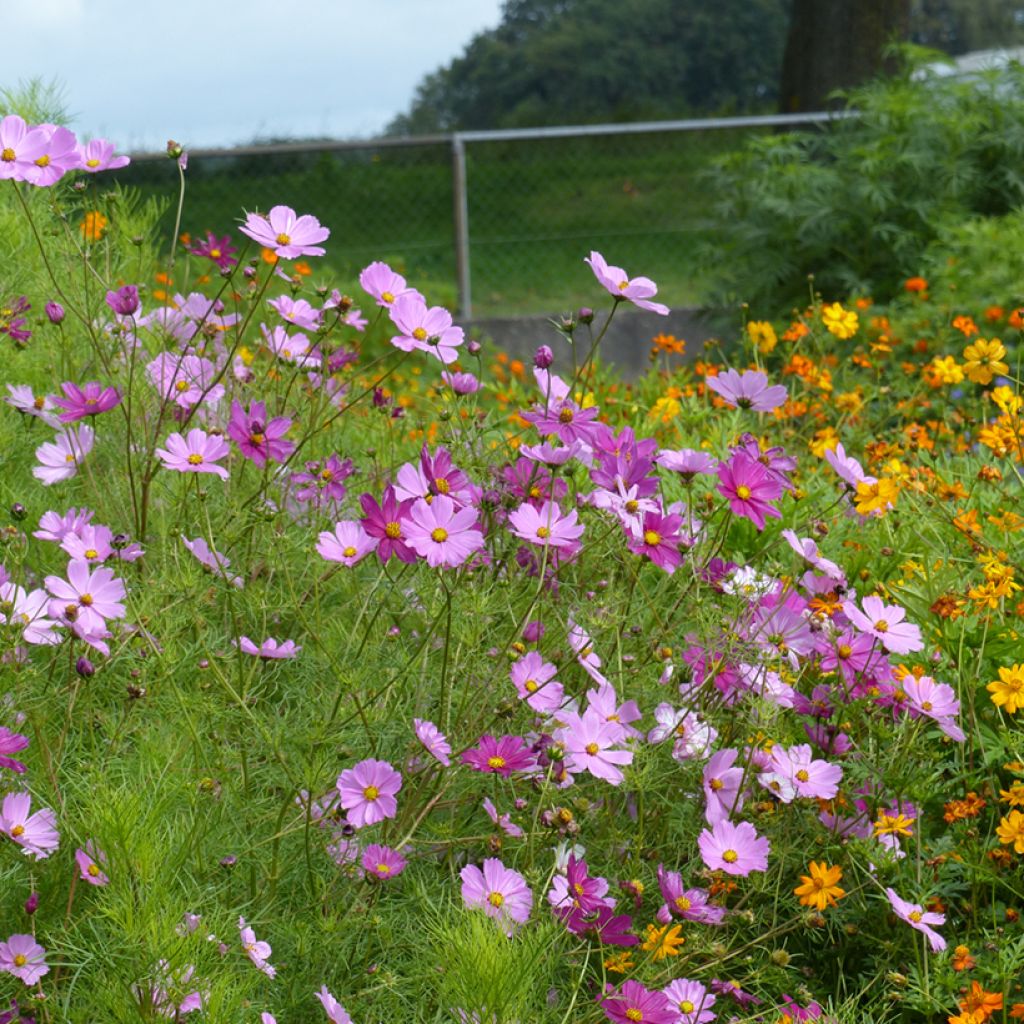 Cosmea Sensation Mix biologisch (zaad) - Cosmos bipinnatus