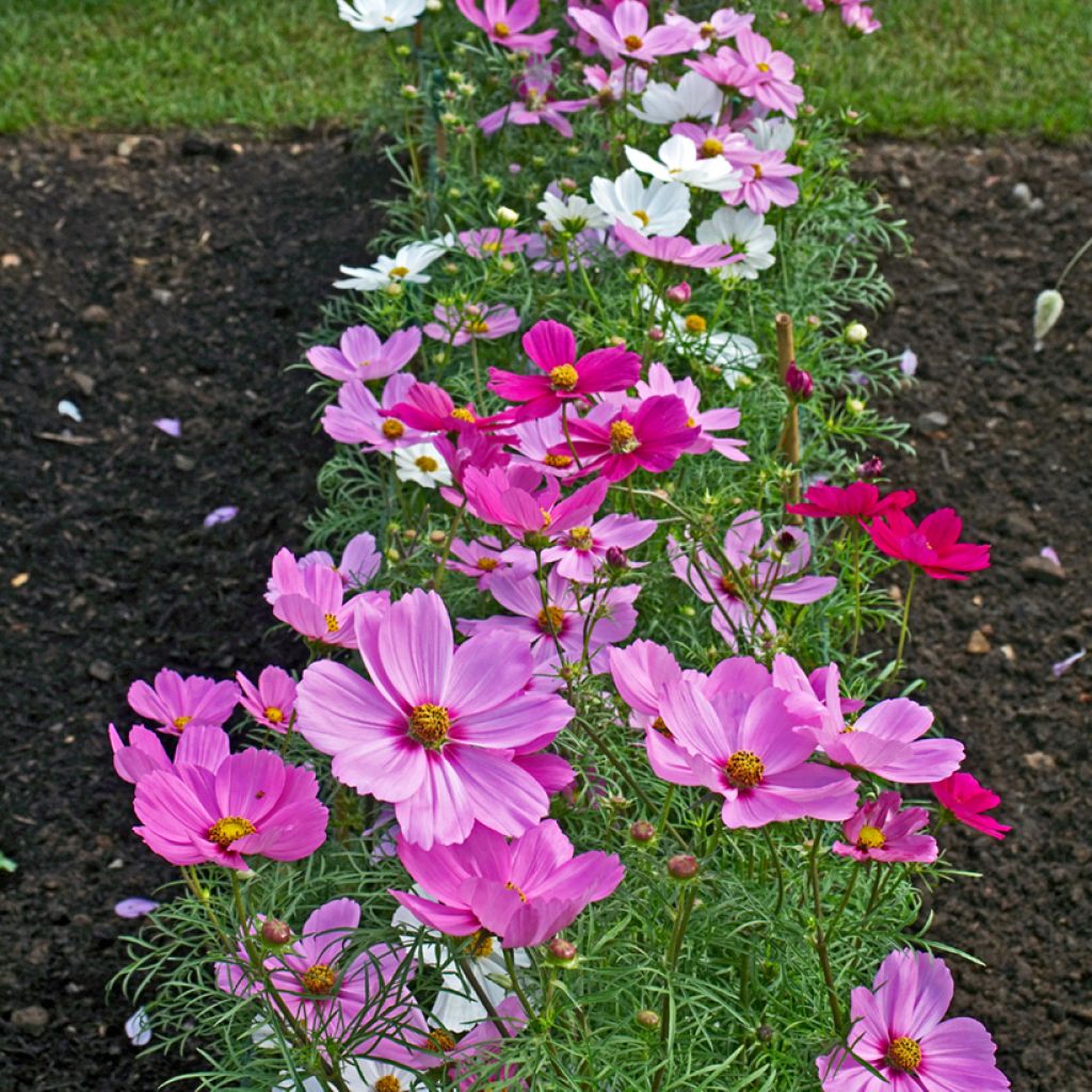 Cosmea Sonata Series Mixed (zaad) - Cosmos bipinnatus