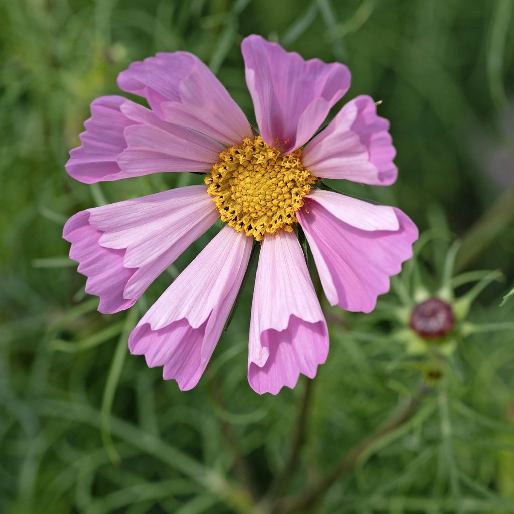 Cosmea Pinwheel Roze (zaad) - Cosmos bipinnatus