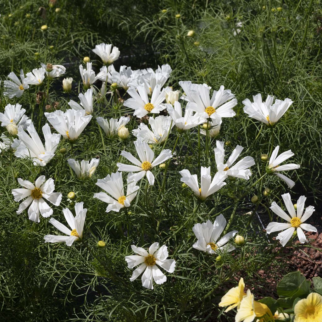 Cosmea Pinwheel Wit (zaad) - Cosmos bipinnatus