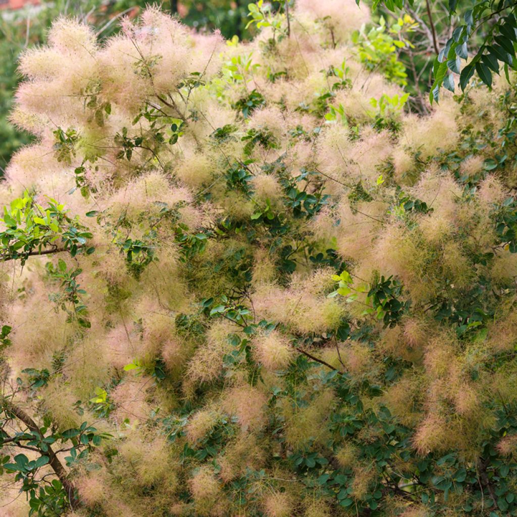 Cotinus coggygria (zaad)