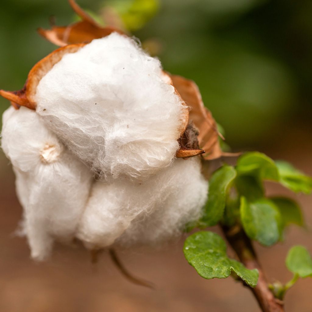 Katoenplant (zaad) - Gossypium herbaceum