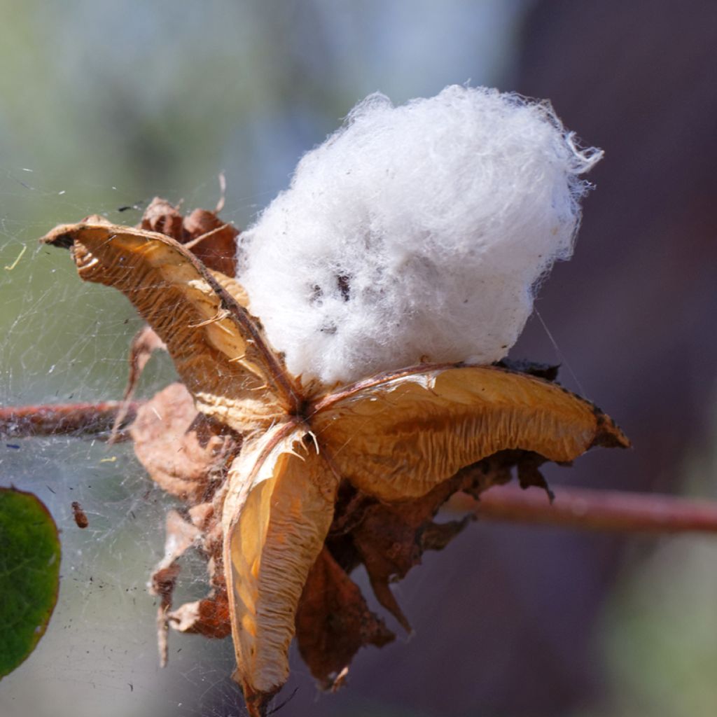 Katoenplant (zaad) - Gossypium herbaceum
