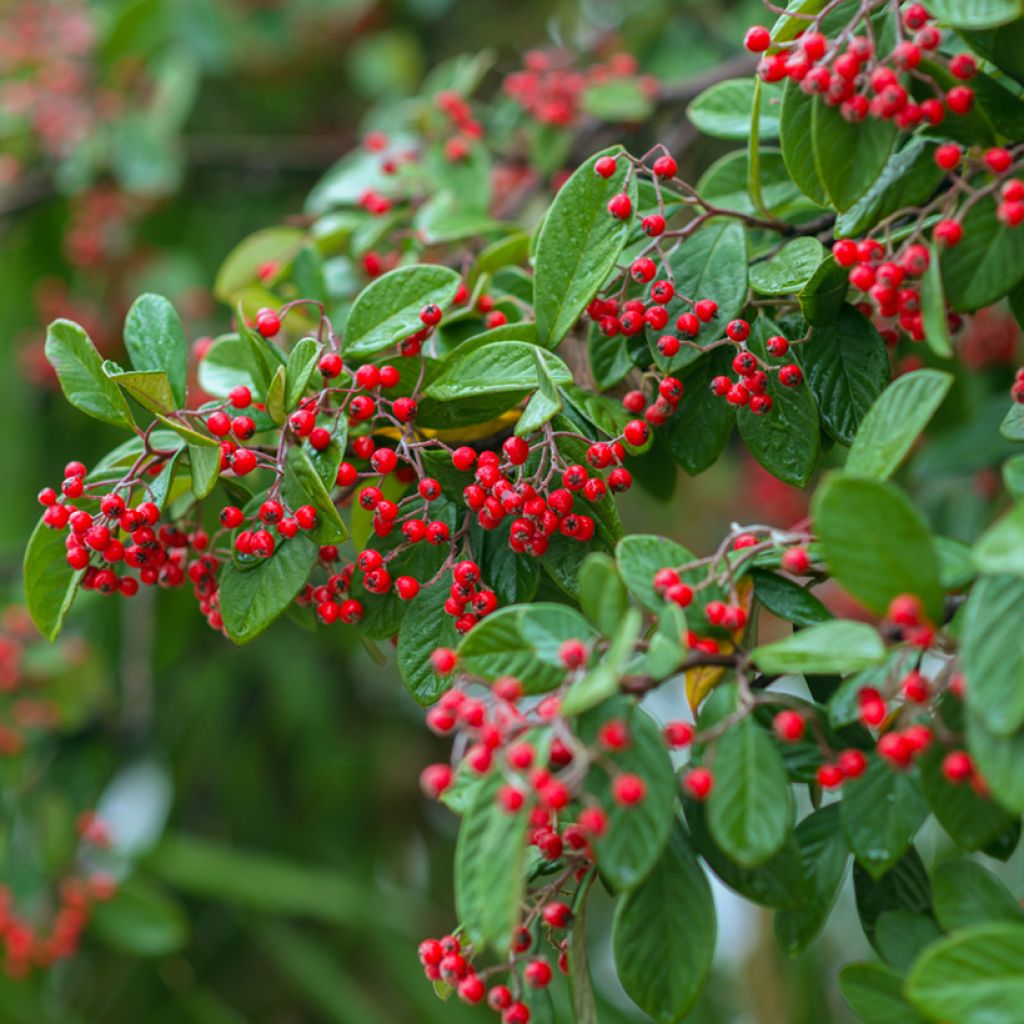 Cotoneaster franchetii (zaad)