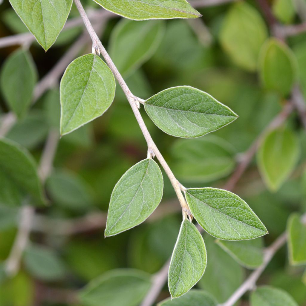Cotoneaster franchetii (zaad)