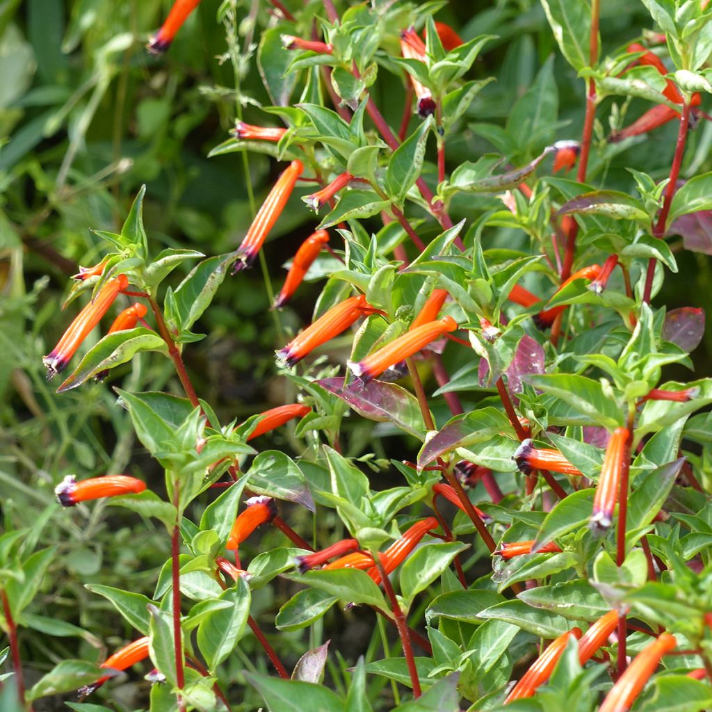 Graines de Cuphea ignea - Plante-cigarette