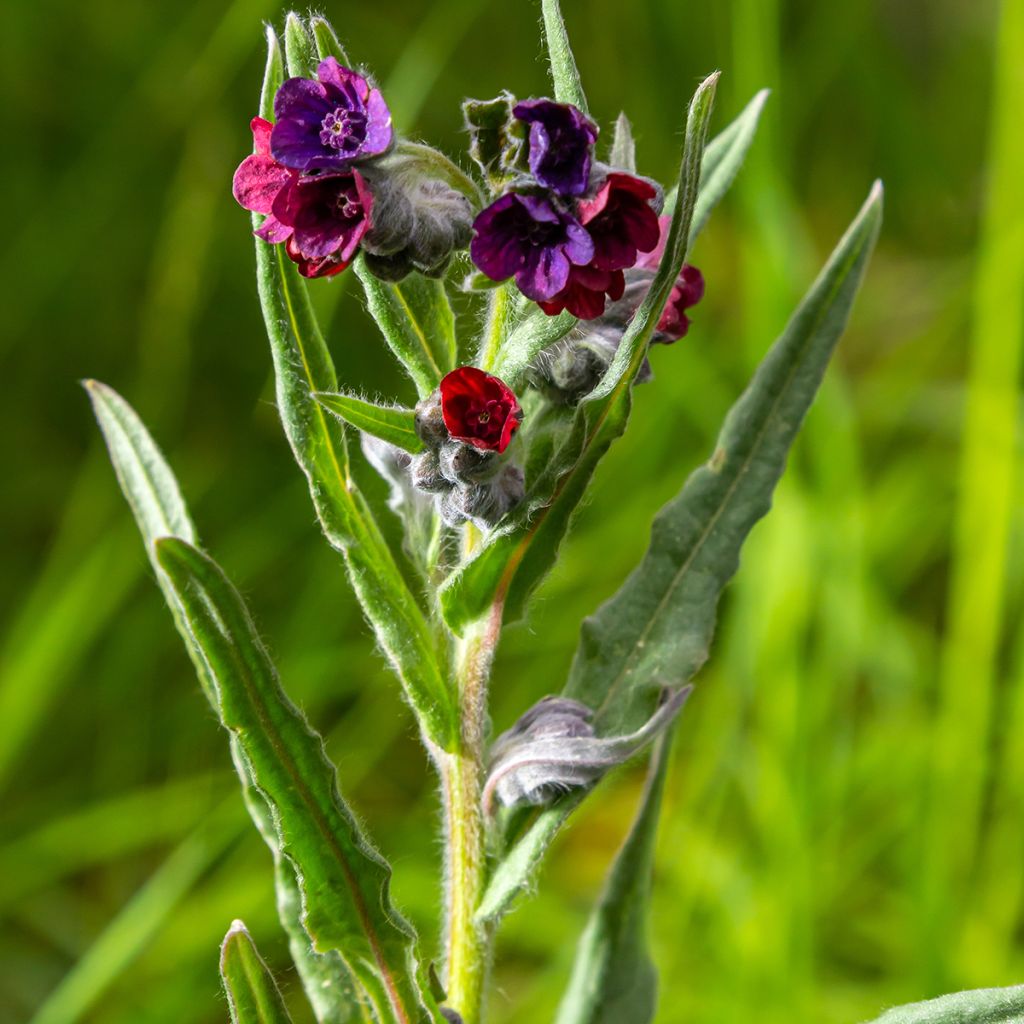 Cynoglossum officinale (zaad) - Veldhondstong