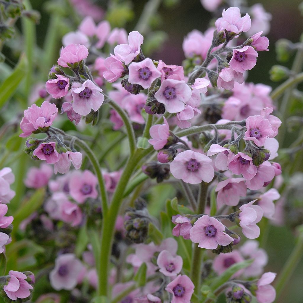 Cynoglossum amabile Mystery Rose (zaad) - Chinees vergeet-mij-nietje
