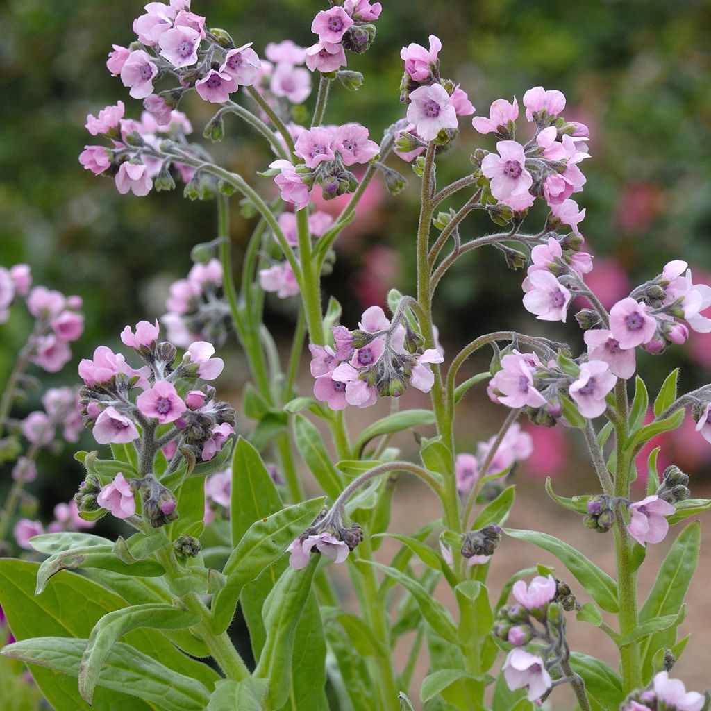 Cynoglossum amabile Mystery Rose (zaad) - Chinees vergeet-mij-nietje