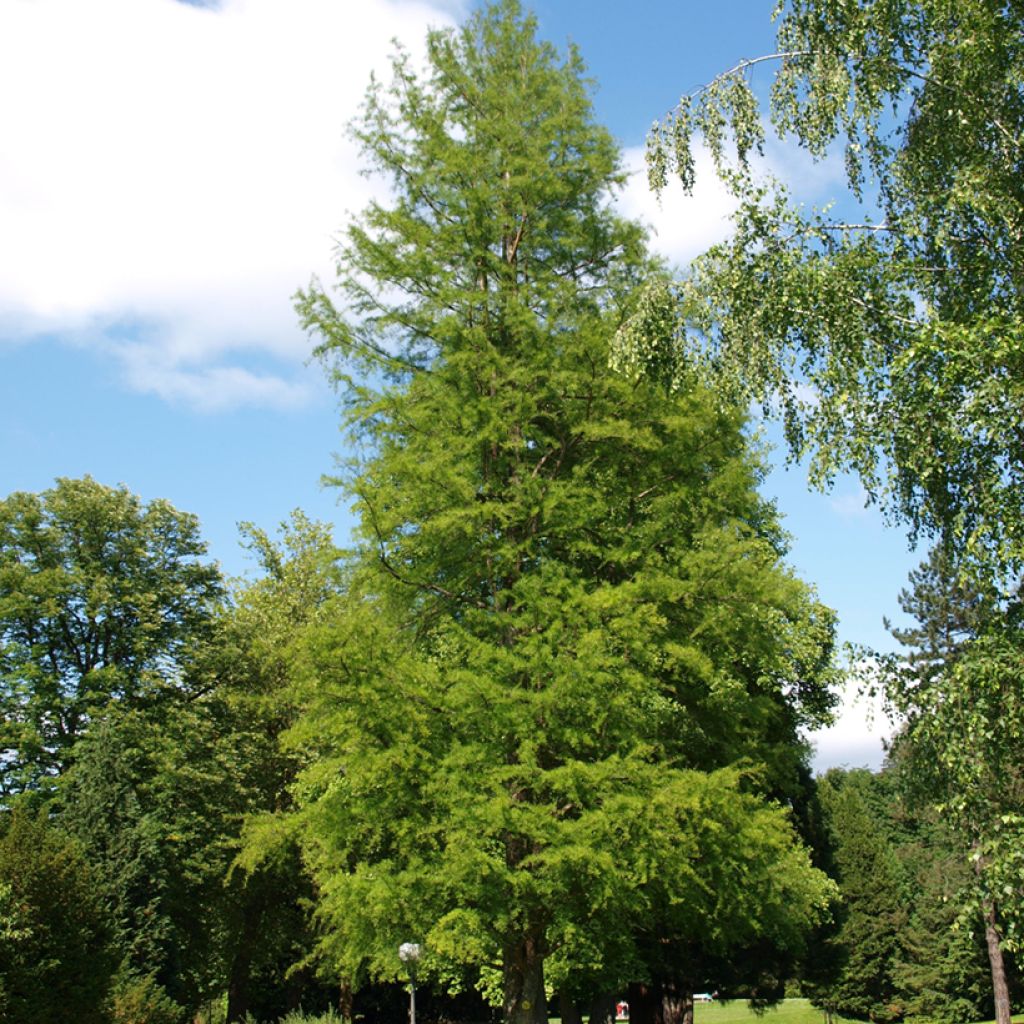Taxodium distichum (zaad) - Moerascipres