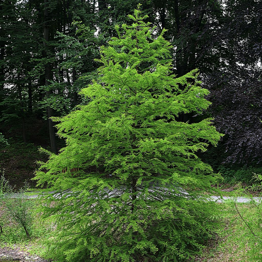 Taxodium distichum (zaad) - Moerascipres