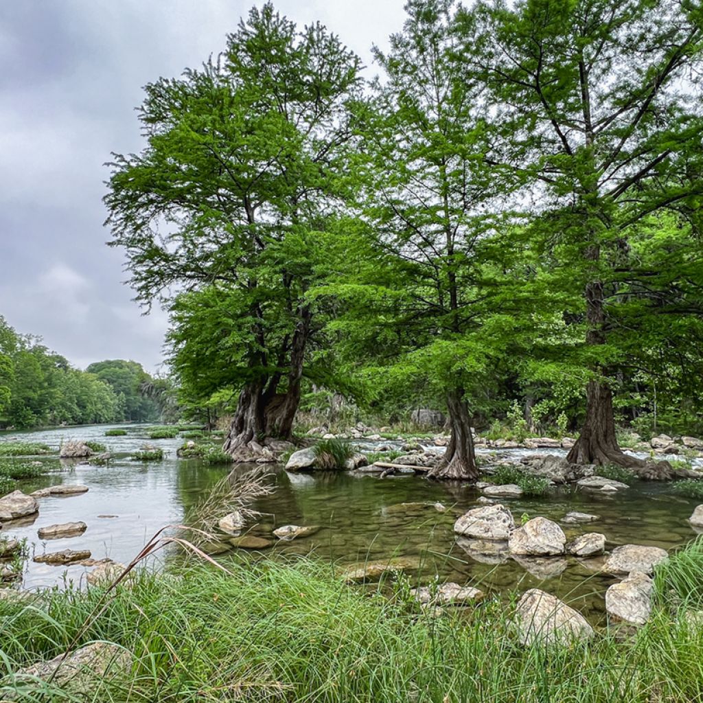 Taxodium distichum (zaad) - Moerascipres