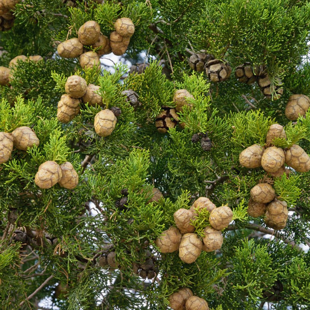 Cupressus sempervirens (zaad) - Italiaanse cipres