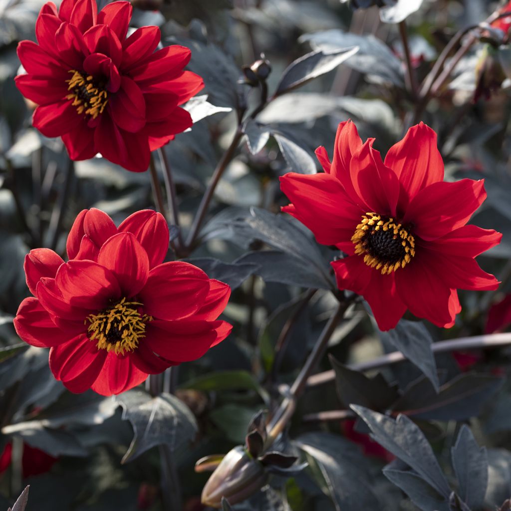 Dahlia pinnata Black Forest Ruby (zaad)