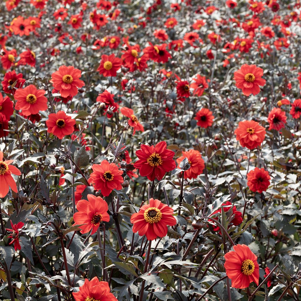 Dahlia pinnata Black Forest Ruby (zaad)