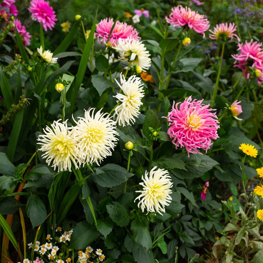 Dahlia Cactus Hybrids Mix (zaad)