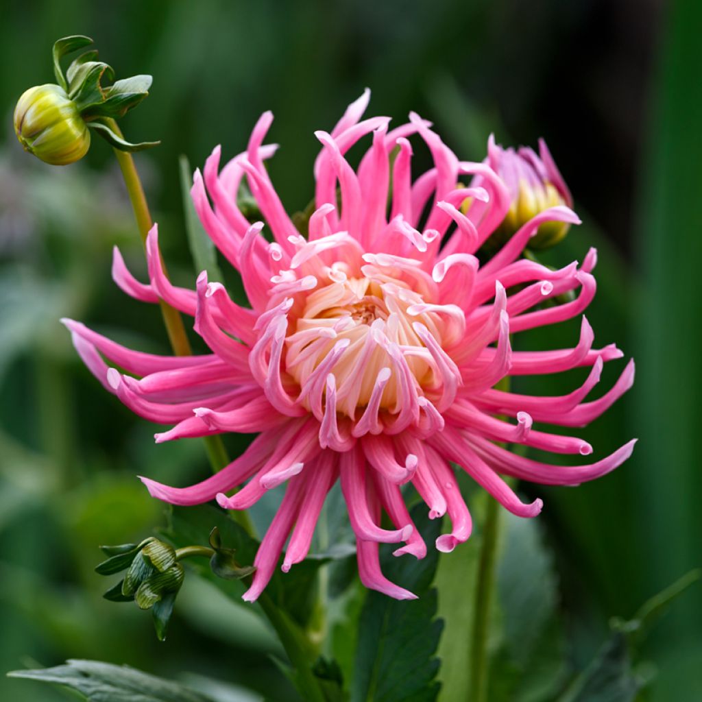 Dahlia Cactus Hybrids Mix (zaad)