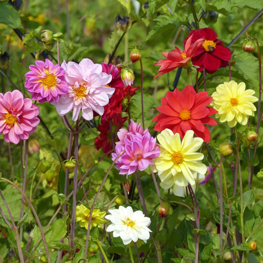 Dahlia Unwin Ideal Mix (zaad)