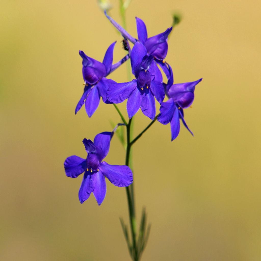 Delphinium regalis Blue Cloud (zaad) - Wilde ridderspoor