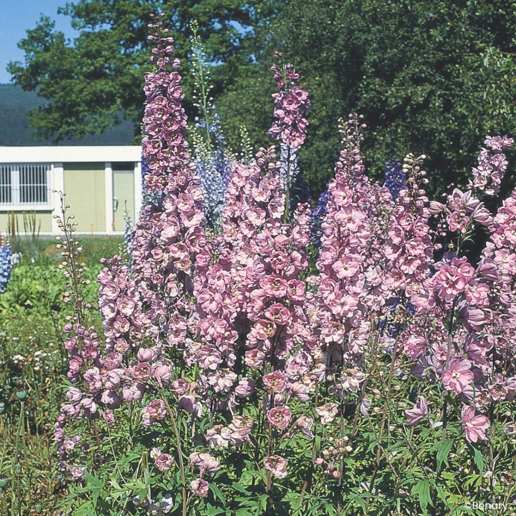 Delphinium Pacific Giants Astolat (zaad) - Ridderspoor