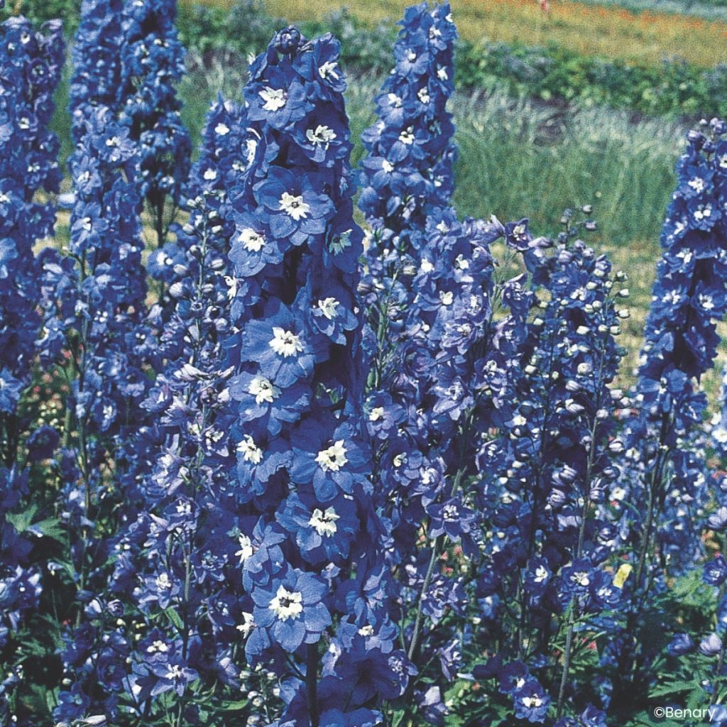 Delphinium Pacific Giants Blue Bird (zaad) - Ridderspoor